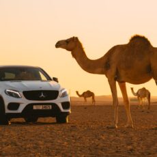 The History of Cars in the United Arab Emirates